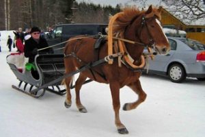 Hevonen Kovelahden raitilla, Kuva: Martti Ahola
