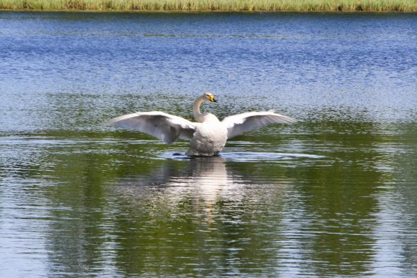 Ympäristön-  ja luonnonsuojelu