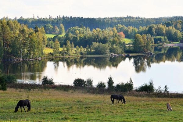 Perinneympäristöjen hoito, niityt ja vieraslajien torjunta