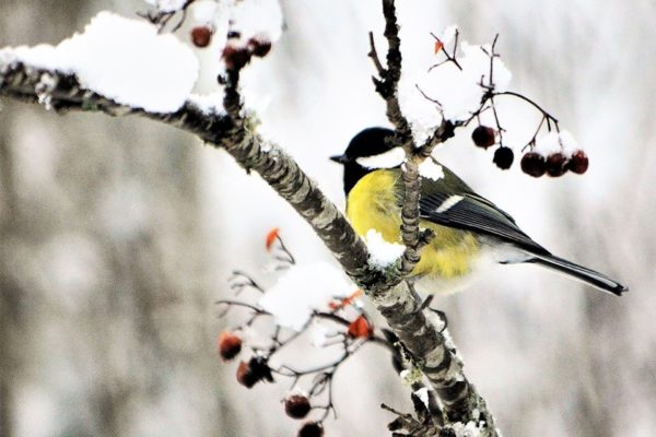 Ikaalisten ilmastosuunnitelma