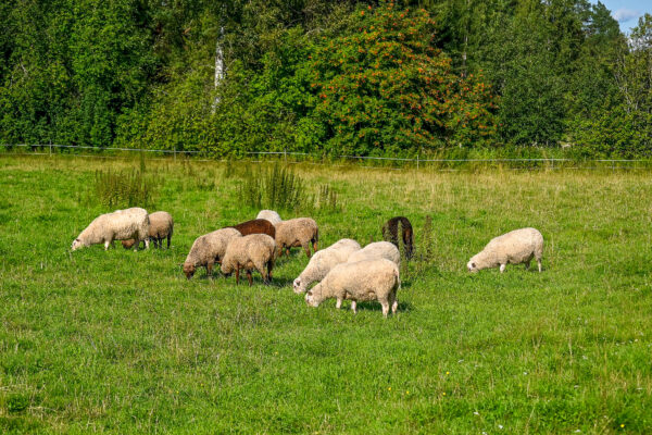 Ympäristöterveys ja eläinlääkäripalvelut