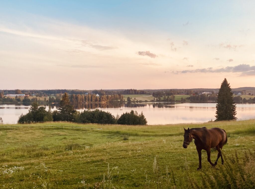 Lahdenpohja hevonen laitumella