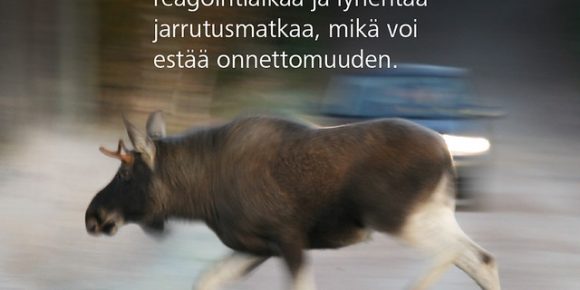 Joka neljäs ohittaa hirvivaaramerkin hiljentämättä